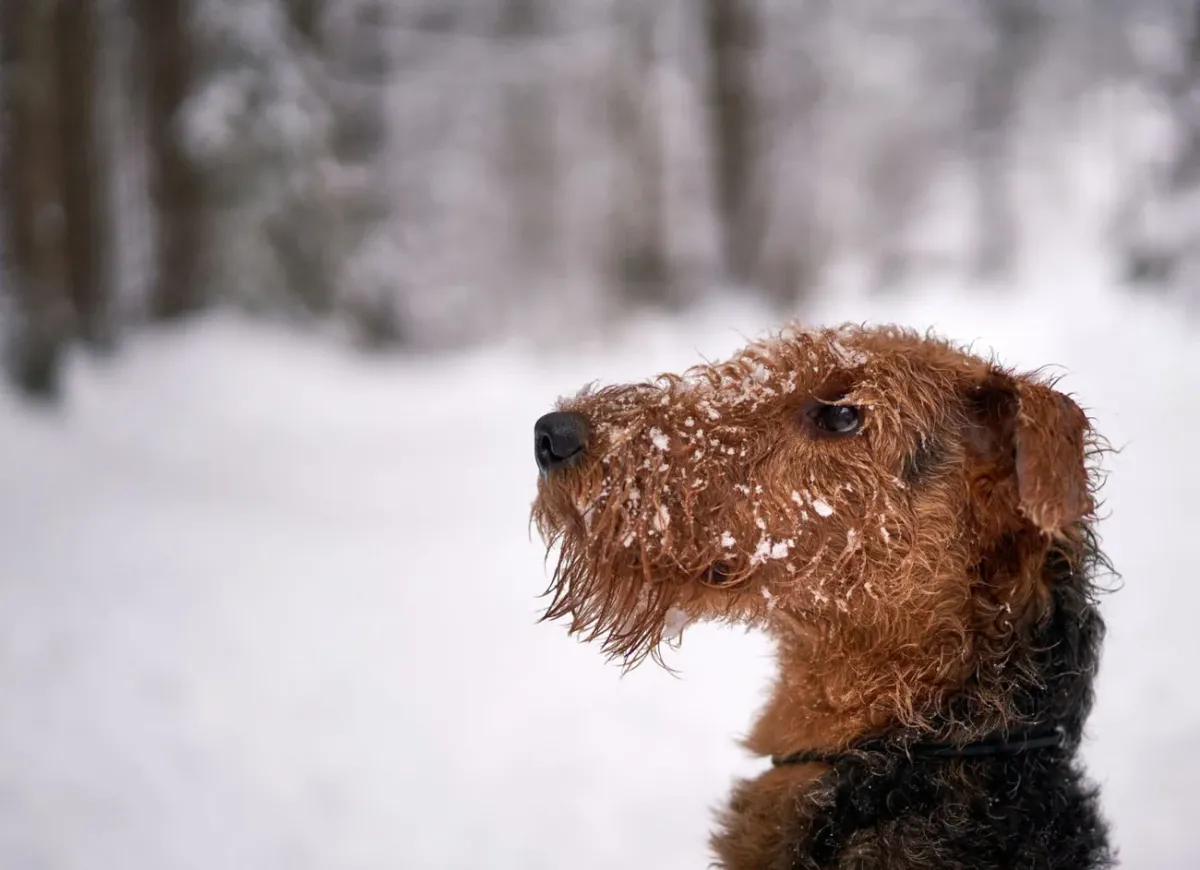 Airedale terrier