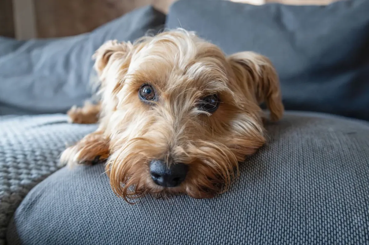 Norfolk terrier
