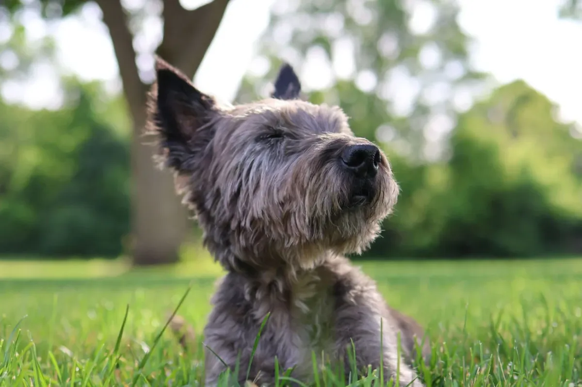 Cairn terrier