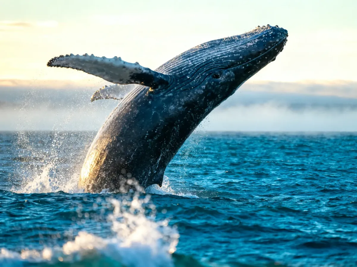 Humbak wyskakujący z głębin oceanu, ukazujący majestat tego morskiego ssaka.