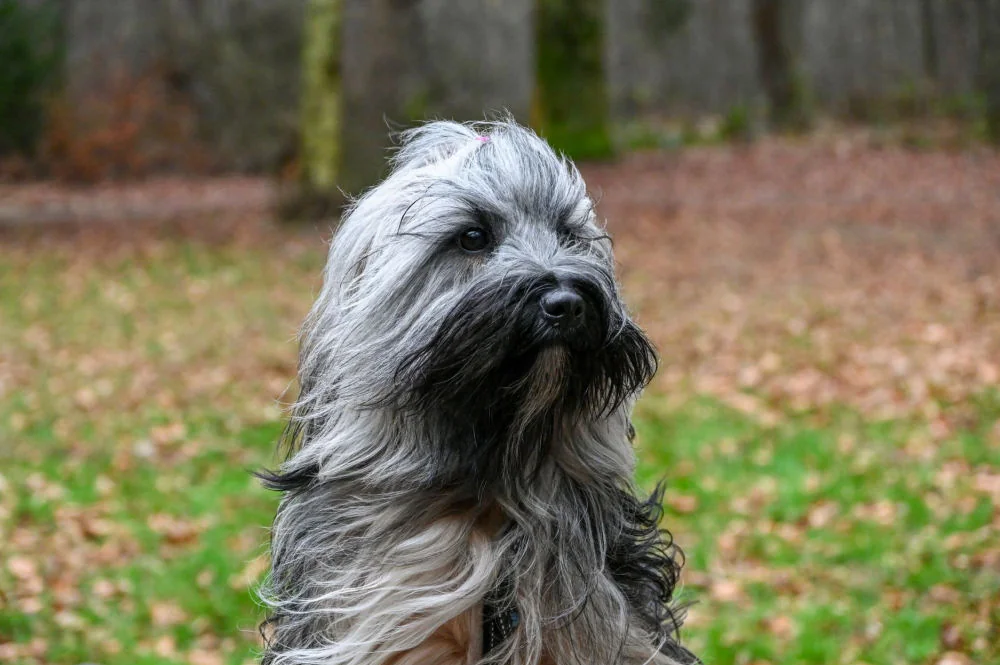 Bearded collie