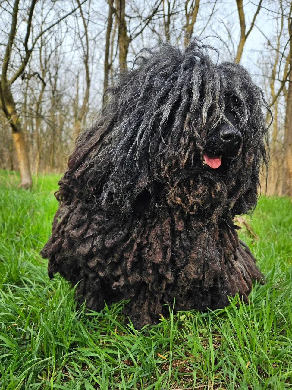 Puli