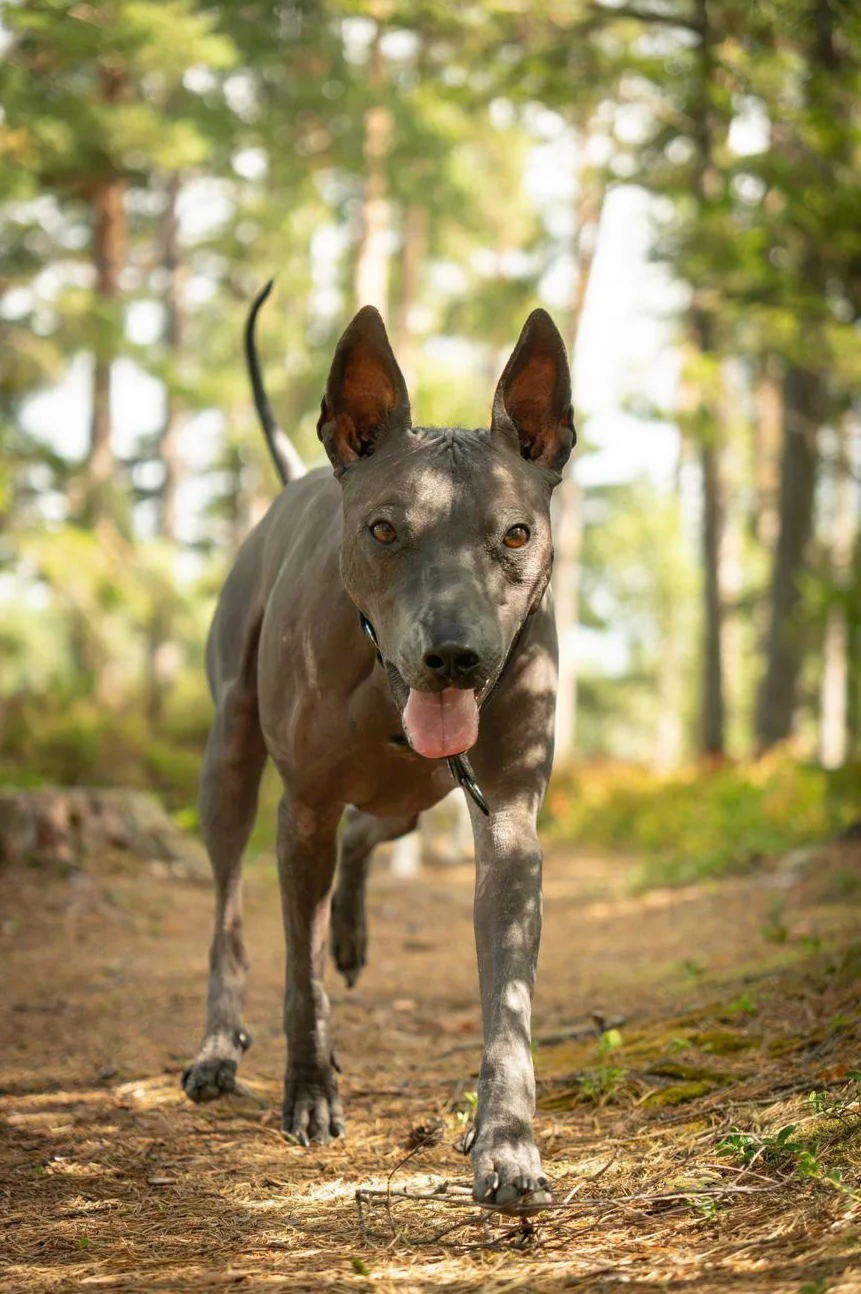 Thai ridgeback