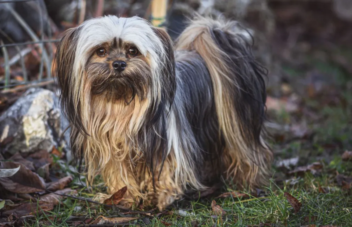 Lhasa apso