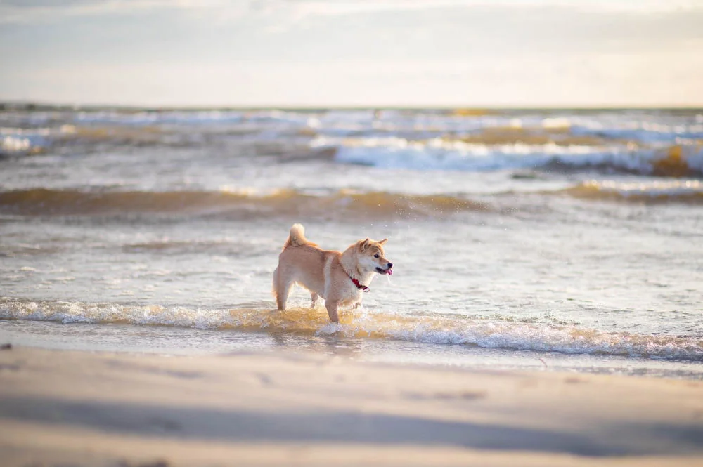 Pies o lisim wyglądzie z zakręconym ogonem bawiący się w płytkiej wodzie na piaszczystej plaży przy ciepłym świetle.