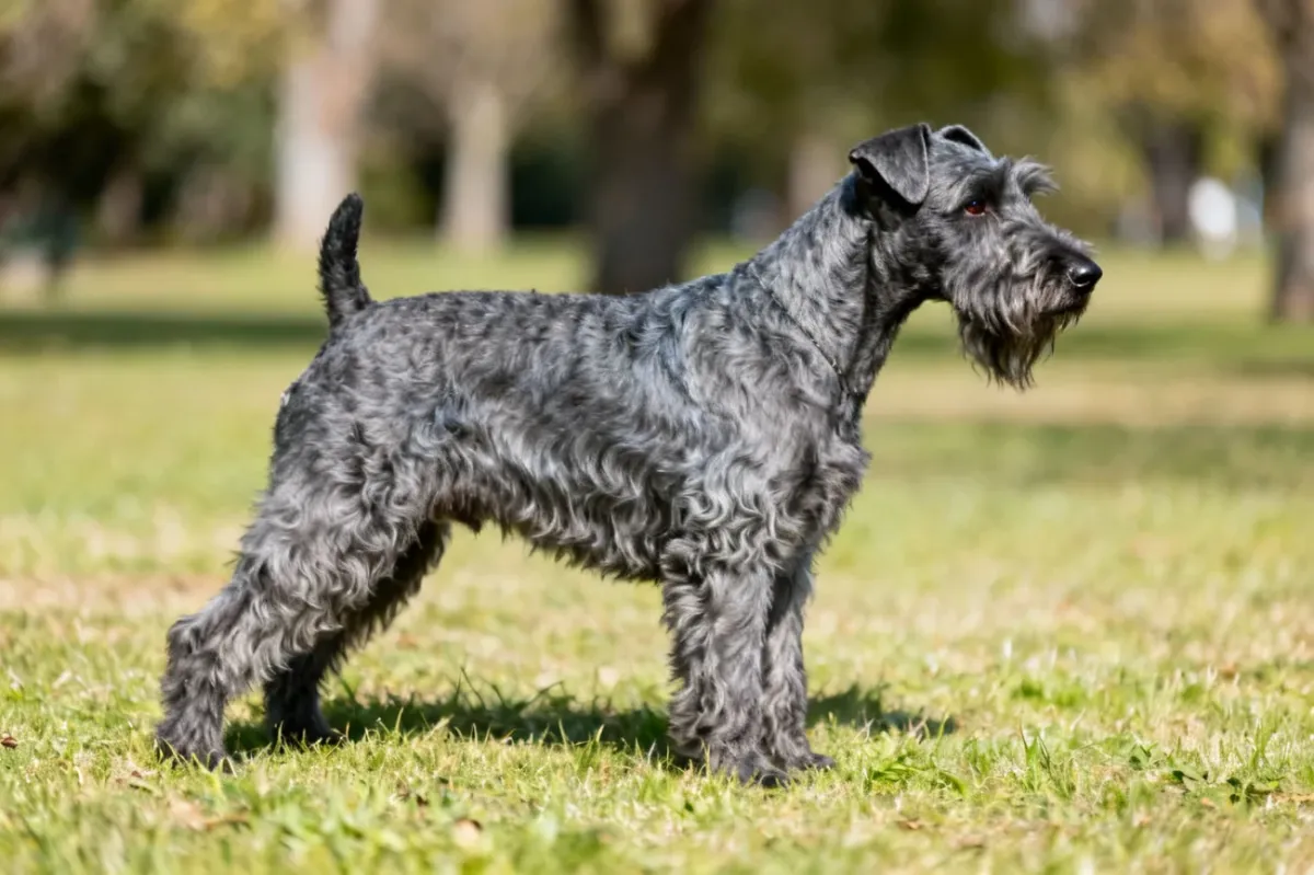 Kerry blue terrier
