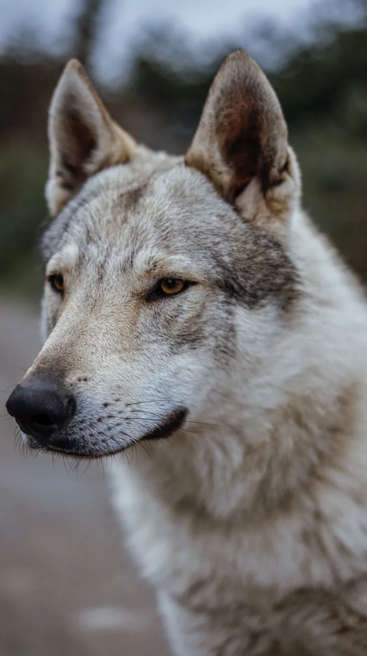 Saarlooswolfhond