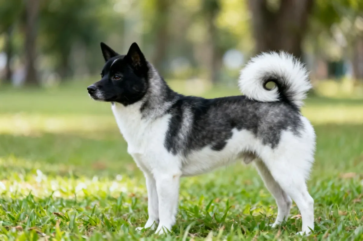 Thai bangkaew dog