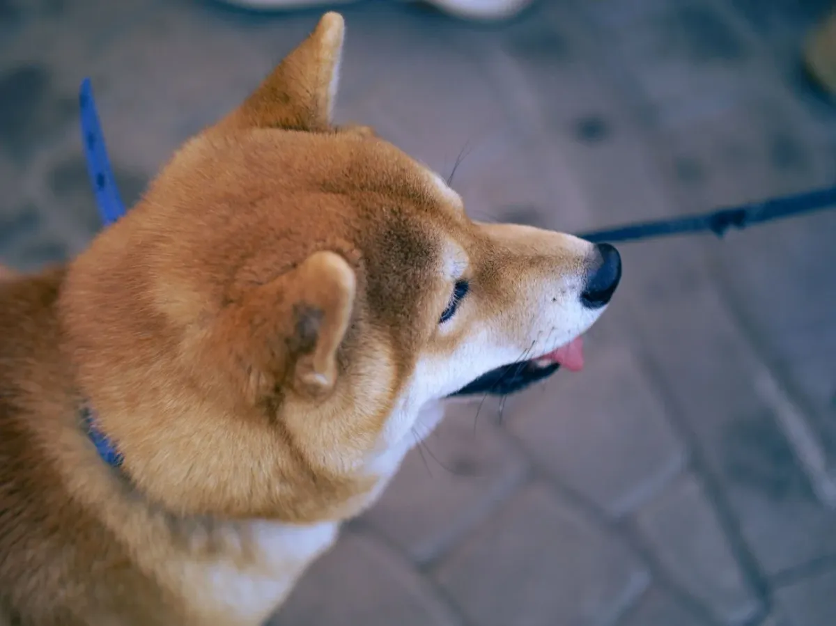 Shiba