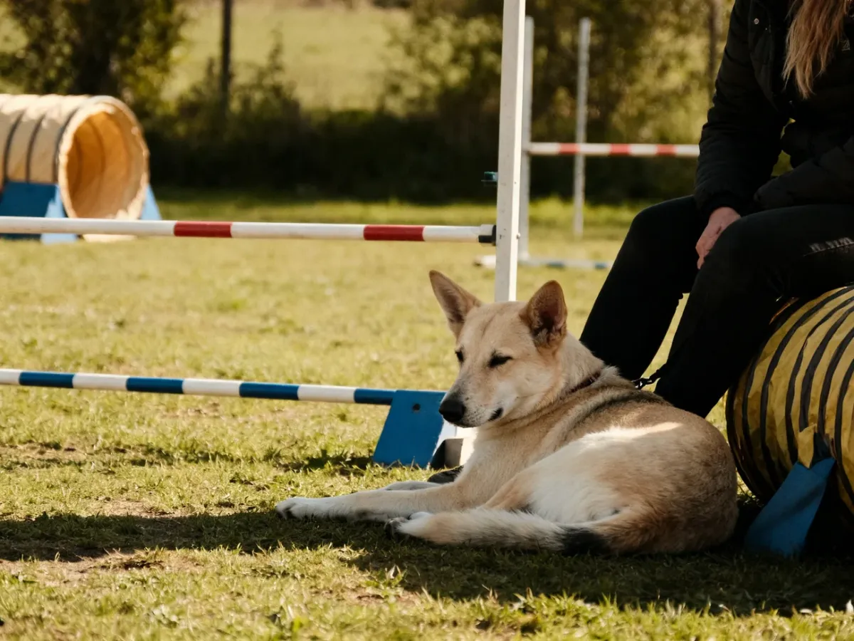 Pies odpoczywający z przewodnikiem po bezpiecznym treningu agility