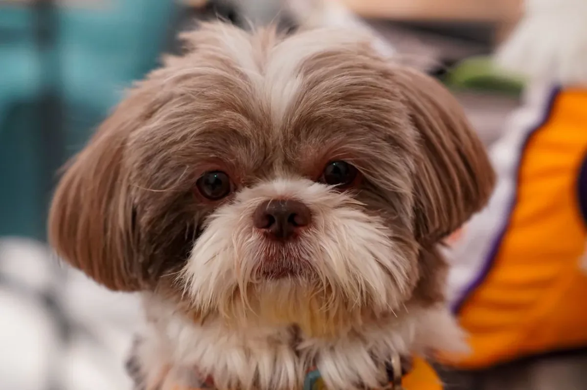 Shih tzu