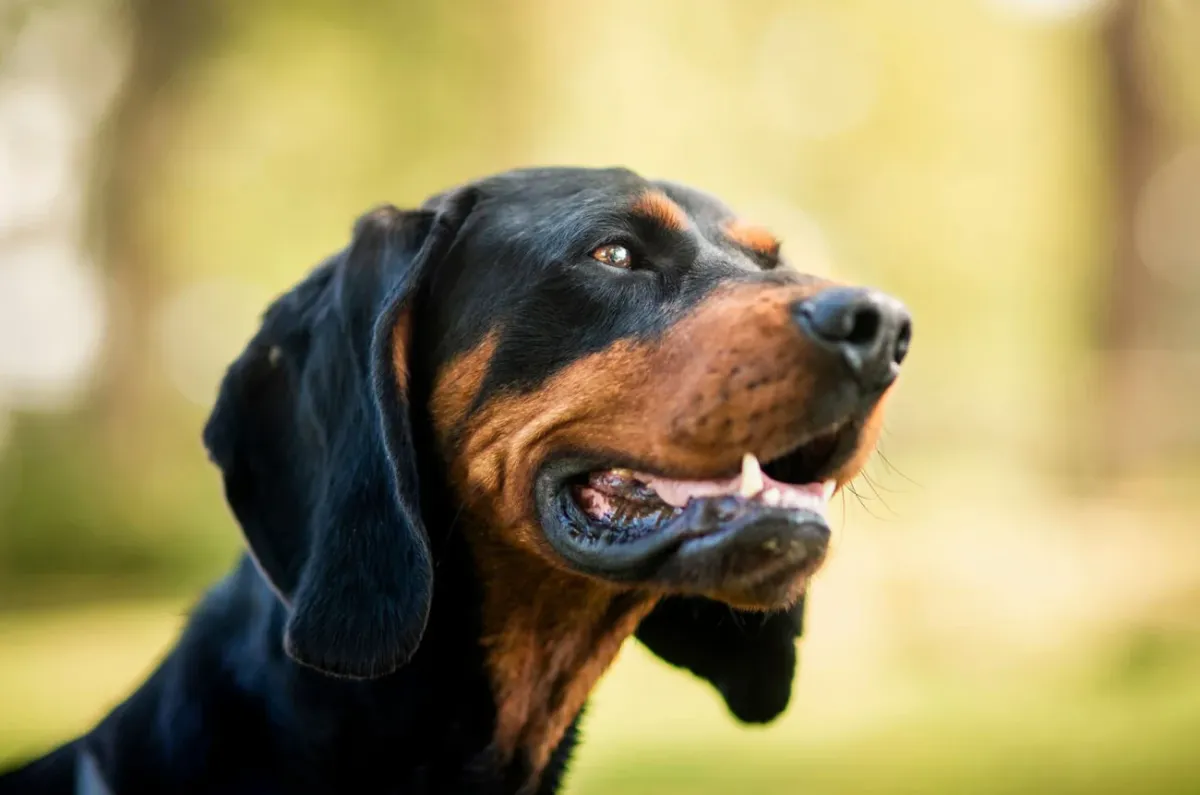 Black and tan coonhound