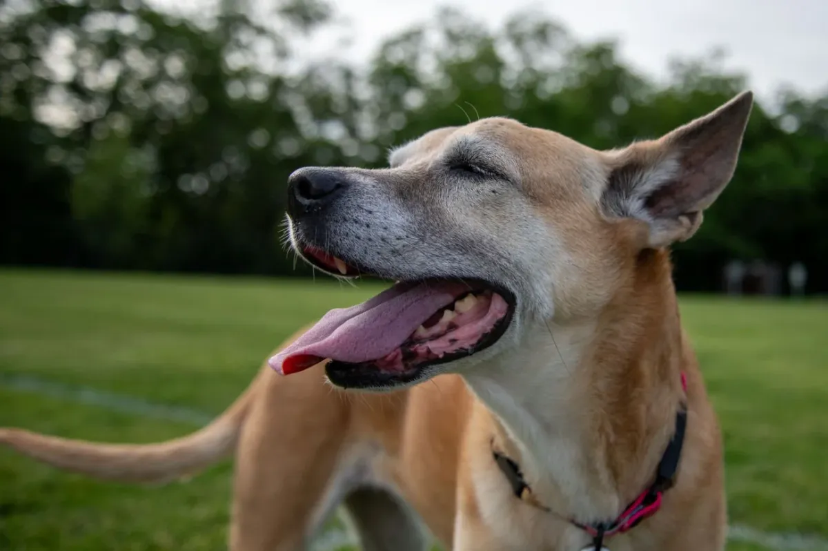 Carolina dog