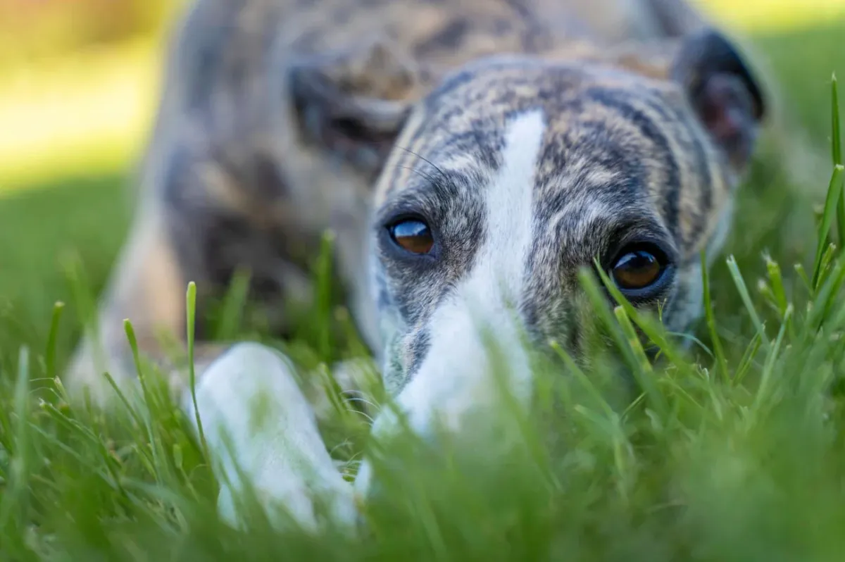Greyhound