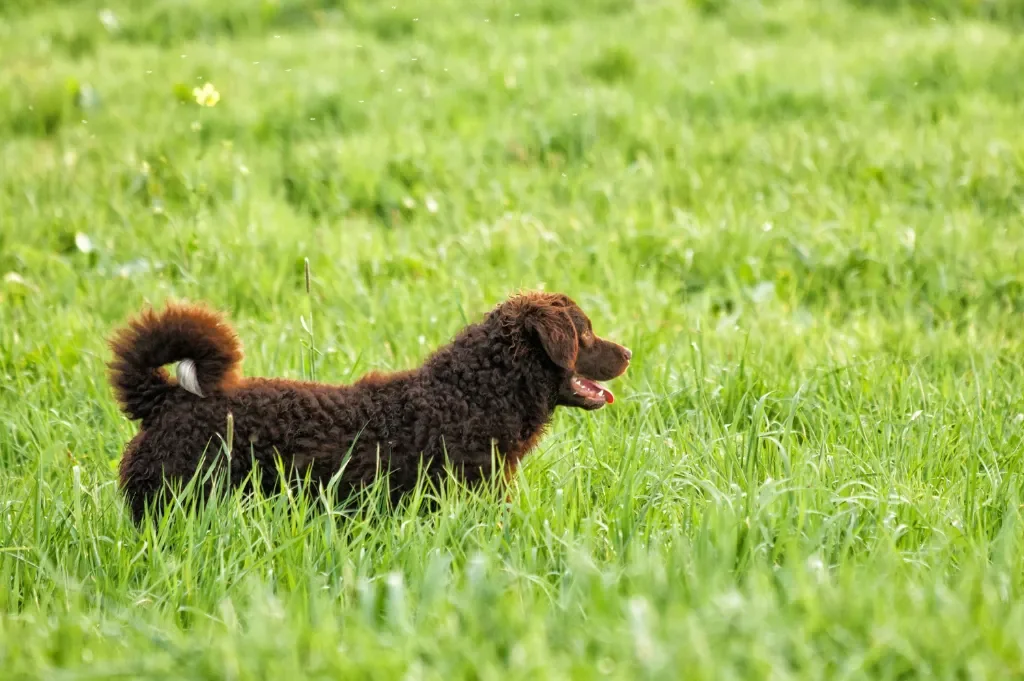 Curly coated retriever