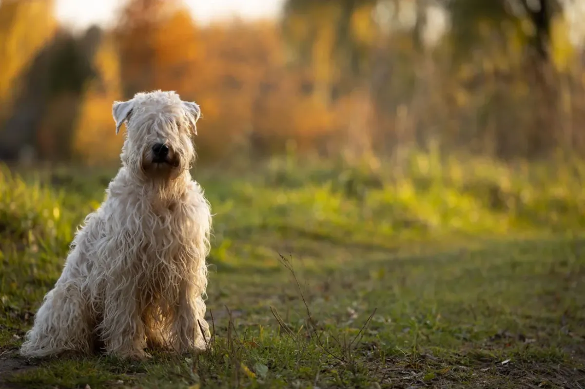 Irish soft coated wheaten terrier